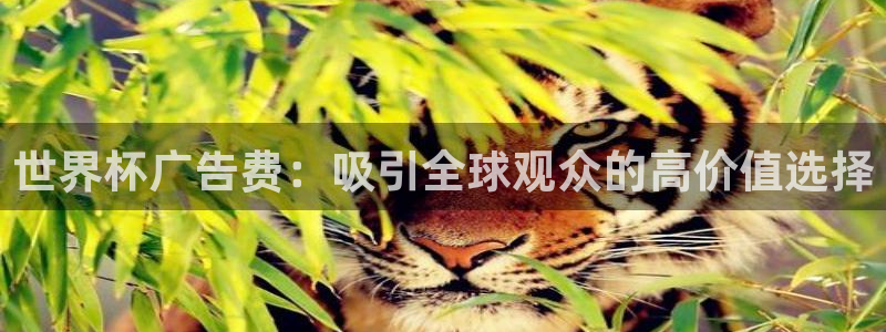 足球世界杯2026：世界杯广告费：吸引全球观众的高价值选择